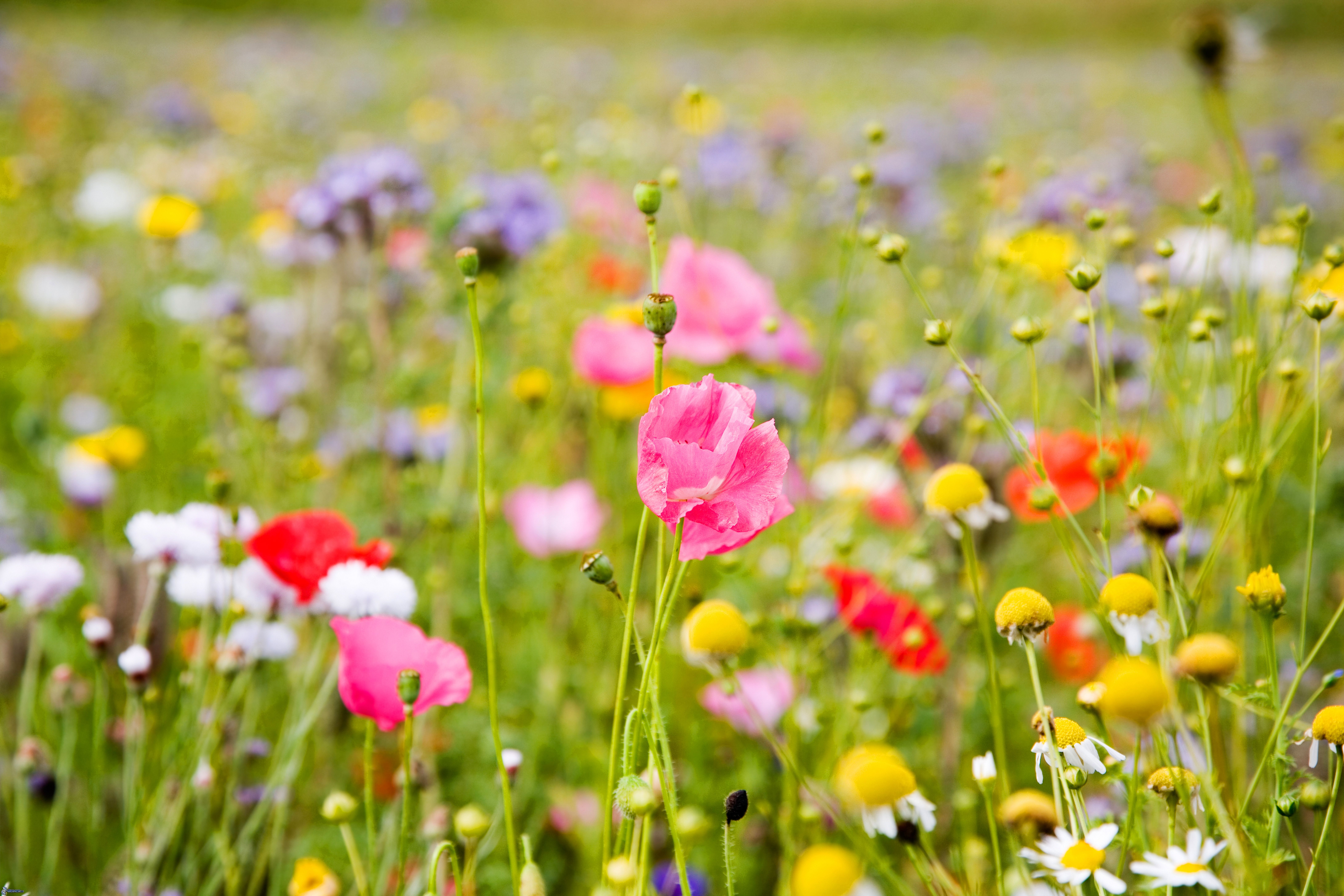 Tombelle in Primavera - 4^ edizione